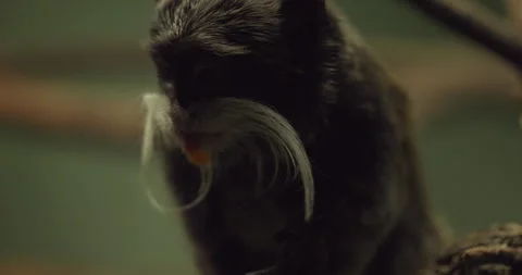 Emperor Tamarin Eating Stock Footage 329304040