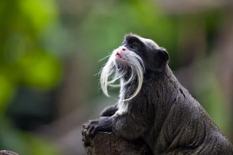 Emperor Tamarin looking up Stock Photos