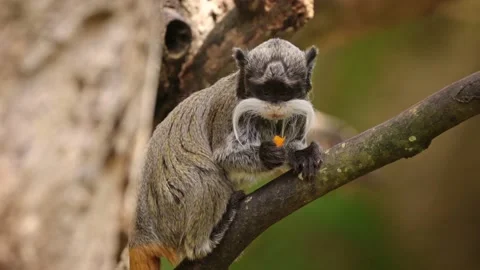 Emperor Tamarin monkey in captivity Stock Footage 170997757