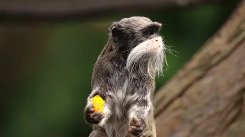 Emperor Tamarin monkey in captivity Видео 170998585