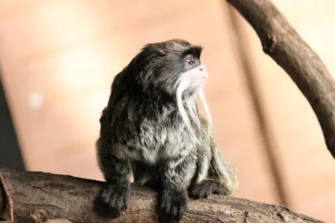 Emperor Tamarin monkey climbing tree and coming to investigate us Foto stock