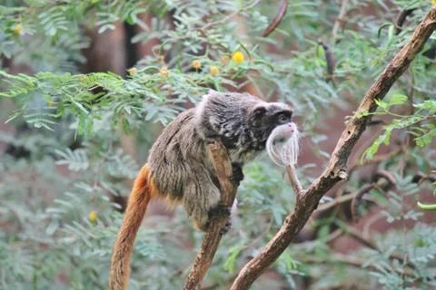 Emperor Tamarin monkey climbing tree and coming to investigate us Foto stock
