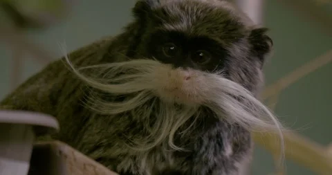 emperor tamarin monkey funny