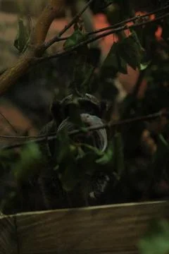 Emperor tamarin monkey peeking through green leaves in a zoo enclosure Stock Photos