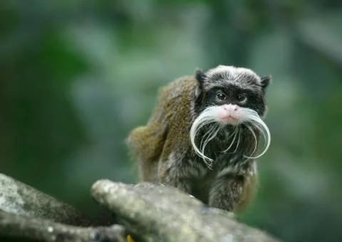Emperor tamarin monkey