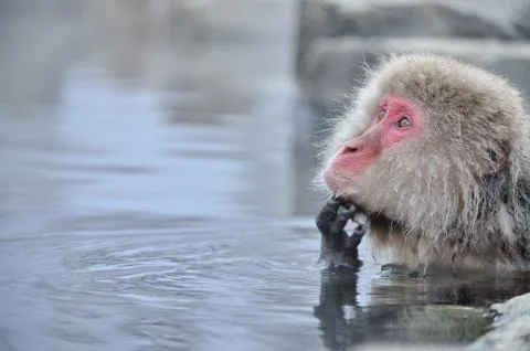 Emperor tamarin monkey Stock Photos