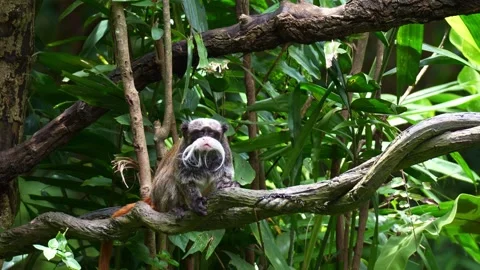 An Emperor Tamarin monkey (Saguinus imperator) rubs its face against the branch Stock Footage 333158618
