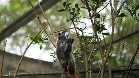 Emperor Tamarin Monkey in a Tree Enclosure Stock Photos