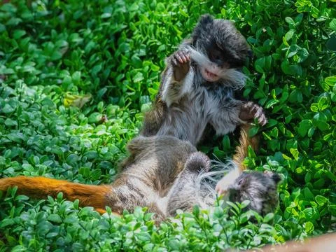 Emperor tamarin Stock Photos
