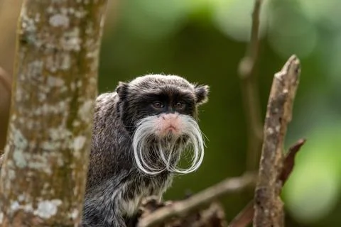 Emperor tamarin Stock Photos