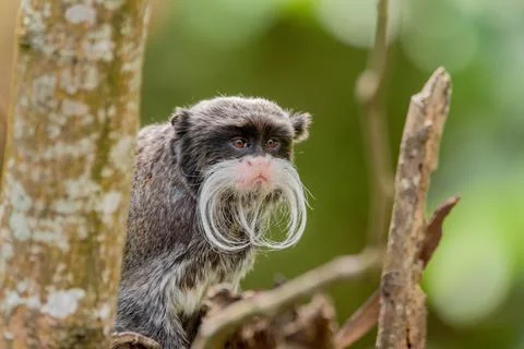 An emperor tamarin Stock Photos