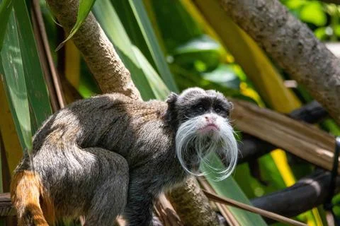 Emperor tamarin Stock Photos