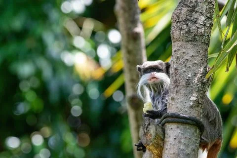 Emperor tamarin Stock Photos