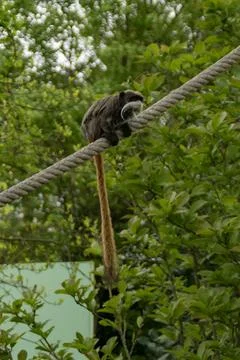 Emperor tamarin Stock Photos