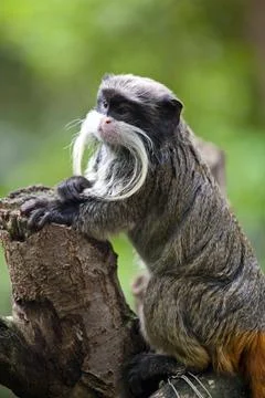 Emperor Tamarin standing by a tree trunk Stock Photos