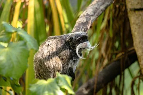 Emperor Tamarin in a tree, looking regal Stock Photos