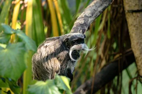 Emperor Tamarin in a tree, looking regal Stock Photos