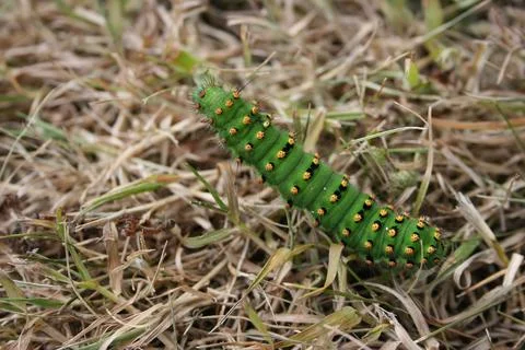 Emperorcaterpillar Stock Photos