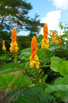 Emperor's candlesticks blooming  in green  Stock Photos