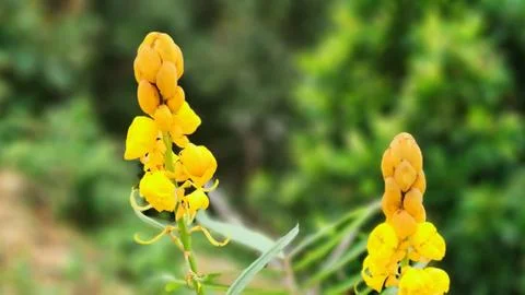 Emperor's candlesticks Stock Photos