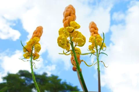 Emperor's candlesticks in the sky Stock Photos