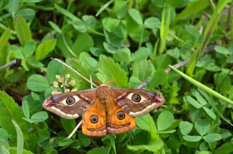 Emperor's Night Butterfly Stock Photos