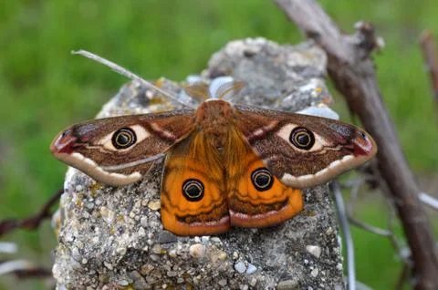 Emperor's Night Butterfly Stock Photos