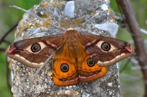 Emperor's Night Butterfly Stock Photos