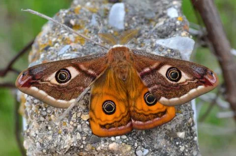 Emperor's Night Butterfly Stock Photos