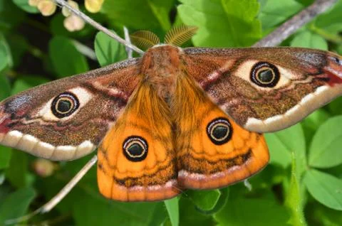 Emperor's Night Butterfly Stock Photos