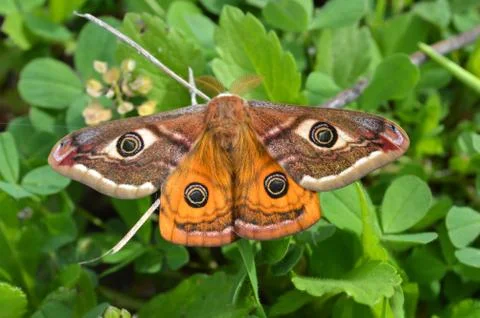 Emperor's Night Butterfly Stock Photos