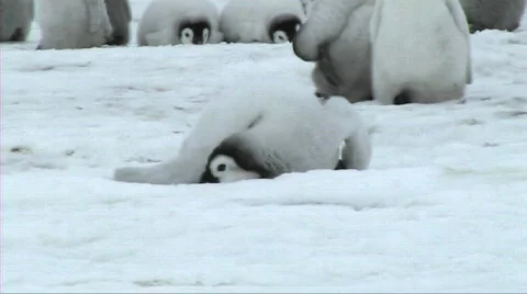 Emperors penguin walking Stock Footage 604039