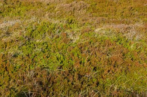 Empetrum or crowberry Stock Photos
