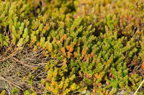 Empetrum or crowberry Foto stock