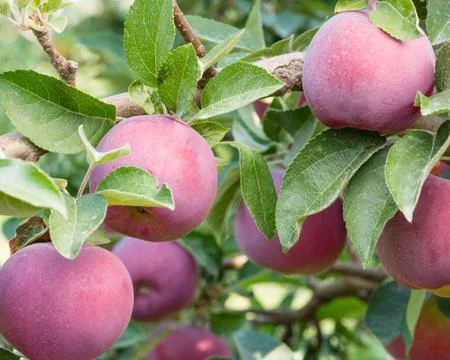 Empire apples in the apple tree Foto stock
