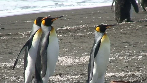 Empire Penguins on beach in Antarctica  Stock Footage