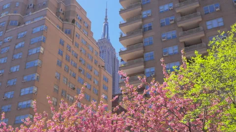 Empire State Building stands beyond Kwanzan Cherry on Park Ave in New York City Video stock 306022007