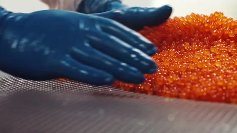 Employee of seafood production and processing plant sorts red salmon caviar 스톡 동영상 219831883