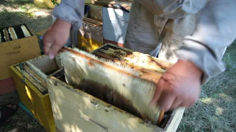 The Employee Selects the Apiary Bee Frames Vídeo Stock 56908896