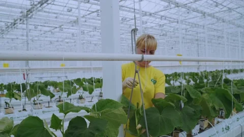 Employees of the greenhouse complex Stock Footage 194529490