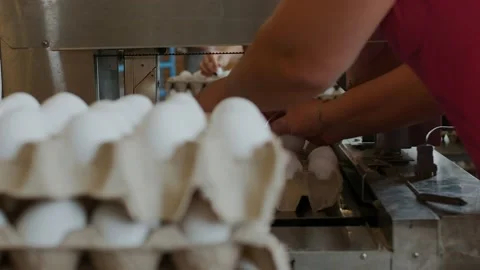 Employees pack raw hen eggs into the carton trays in the sorting chicken factory Stock Footage 95493467