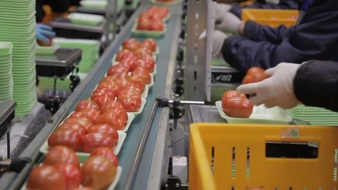 Employees pack tomatoes and put on conveyor belt in packaging shop. Stock Footage 77626938