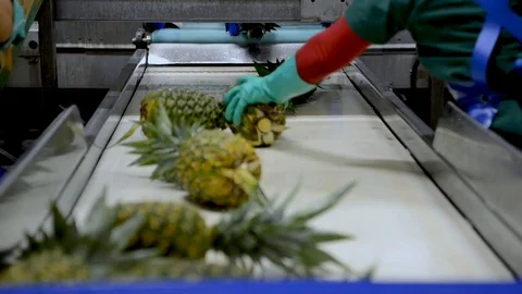 Employees of the processing plant select the pineapples before they are Stock Footage 123557022