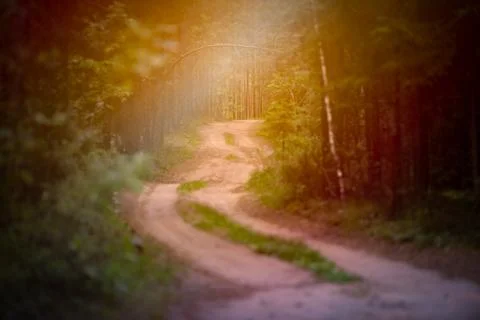 Emplty curved sand forest path in summer Stock Photos