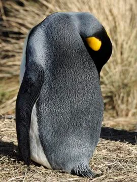 Emporer Penguin Stock Photos