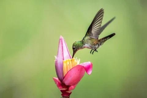 Empress brilliant hovering drinking nectar from favourite pink flower. Animal Stock Photos