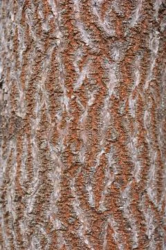 Empress tree Stock Photos