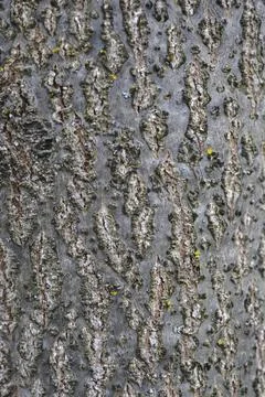 Empress tree Stock Photos