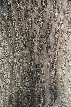 Empress tree Stock Photos