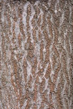 Empress tree Stock Photos